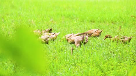 Patos-Nativos-De-Aves-Desi-Bangladesh-En-Un-Campo-Verde-Brillante