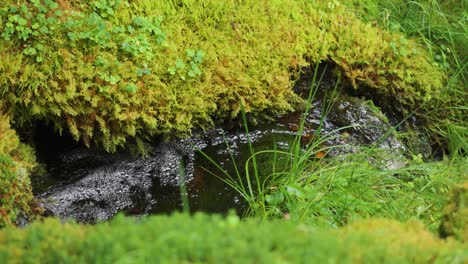 A-shallow-stream-flows-between-moss-covered-banks