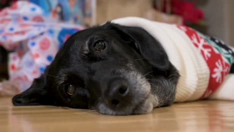 A-narrow-focus-view-of-a-black-senior-labrador-dog-wearing-a-Christmas-themed-sweater-as-it-lies-on-the-ground-next-to-a-decorated-Christmas-gifts