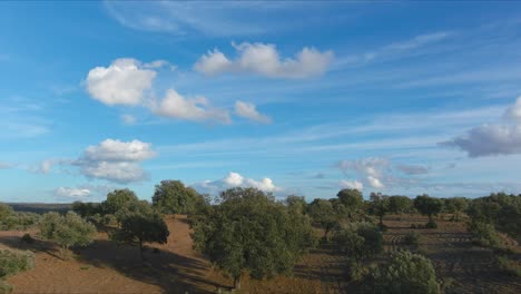 Huge-field-of-Holm-Oak-groves-in-Los-Pedroches,-Cordoba