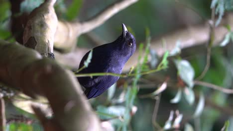 Un-Pájaro-Zorzal-Javanés-De-Color-Brillante-Está-Buscando-Comida-En-La-Rama-De-Un-árbol