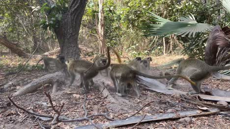 Green-Vervet-Monkeys-fighting-over-dominance,-Bijilo-Forest-Park-and-Nature-Trail-commonly-known-as-Monkey-Park,-Gambia