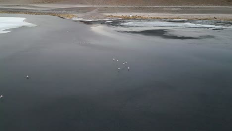 Flamingos-Fliegen-über-Den-See-In-Den-Anden,-Bolivien