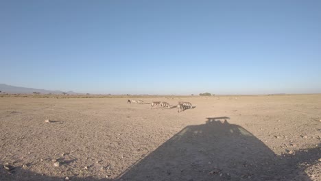 Zebra-herd-grazing-on-arid-savanna-in-Amboseli-National-Park,-Kenya,-Africa