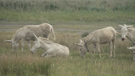In-Einer-Gruppe-Weißer-Esel