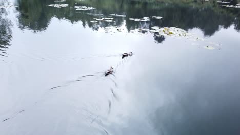 Enten-Schwimmen-Im-Seewasser,-Blick-Auf-Den-Kookal-See,-Indien