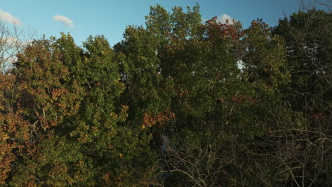 Flug-Durch-Herbstbäume,-Der-Den-West-Fork-White-River-Im-Combs-Park-In-Fayetteville,-Arkansas,-Freigibt