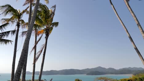 Looking-down-to-stunning-water-and-tropic-view-on-Hamilton-Island,-Australia-panning-up-to-swaying-palm-trees-in-wind