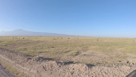 Manada-De-Cebras-Pastando-En-La-Sabana-Del-Monte-Kilimanjaro,-El-Parque-Nacional-Amboseli,-Kenia