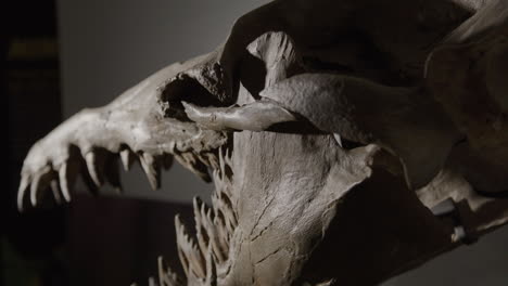 Chrysocetus-Fouadasii-skeleton---aquatic-dinosaur-fossil-dramatically-lit-skull