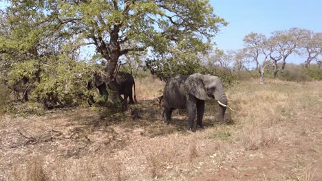 Afrikanische-Elefanten-Kühlen-Sich-Im-Schatten-Der-Bäume-Ab