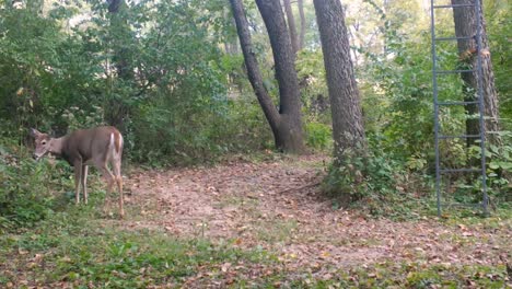 White-Tail-Deer---Doe-grazes-on-undergrowth