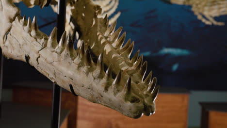 Aquatic-Dinosaur-bones-on-display-tilt-down-view-of-teeth