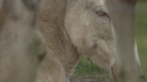 Close-up-of-a-blue-eyed-white-Donkey