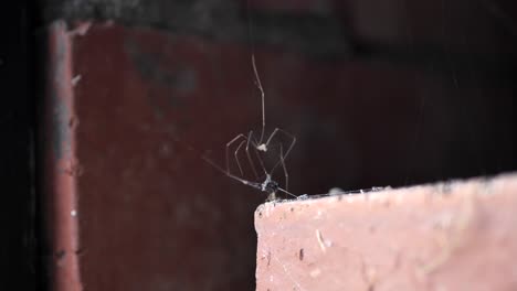 Papa-Lange-Beine-Spinne-Australier-Auf-Ziegelstein-Spinnendes-Netz-Um-Insekt