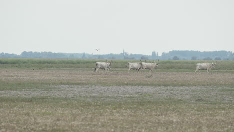 Four-Hungarian-grey-bulls-walking-across-a-meadow