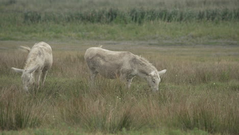 Two-white-donkeys
