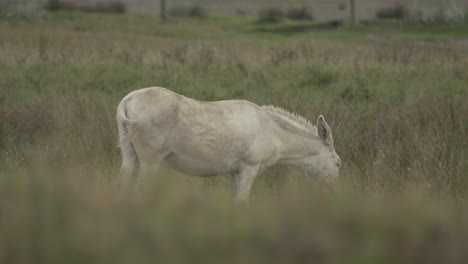 Ein-Wunderschöner-Weißer-Eselhengst