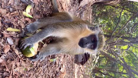 Mono-De-Terciopelo-Verde-Comiendo-Pacíficamente-Un-Coco-En-El-Parque-Forestal-Bijilo-En-Gambia