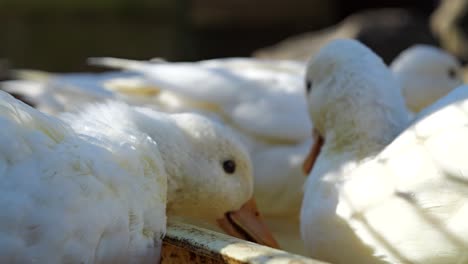 Lindos-Patos-Blancos-Disfrutando-De-La-Comida-En-Japón