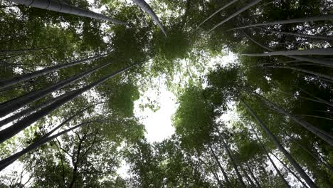 Japanischer-Bambuswald