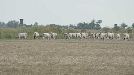 Herde-Ungarischer-Graurinder,-Die-Auf-Der-Wiese-Weiden