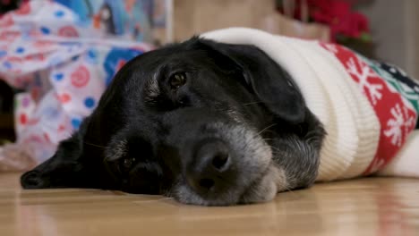 Eine-Nahaufnahme-Eines-Schwarzen-älteren-Labrador-Hundes,-Der-Einen-Weihnachtlichen-Pullover-Trägt,-Während-Er-Neben-Dekorierten-Weihnachtsgeschenken-Auf-Dem-Boden-Liegt