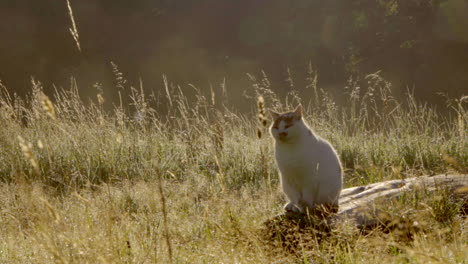 Katze-Sitzt-Friedlich-In-Der-Sonne-Im-Hohen-Gras