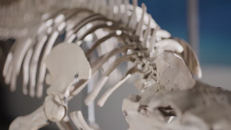 Basilosaurus-dinosaur-skeleton-on-display-pan-along-spine