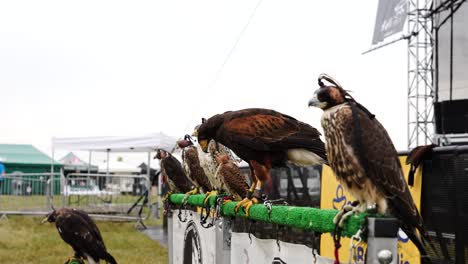 Harris-hawk-and-Falcon-stand-on-green-fence-during-airshow-exhibition