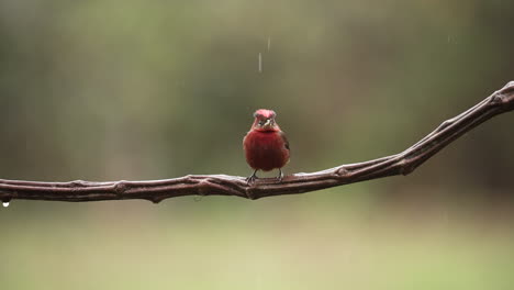 A-stunning-Red-Cardinal,-adorned-with-vibrant-plumage,-perched-on-a-tree-branch-amidst-the-rain
