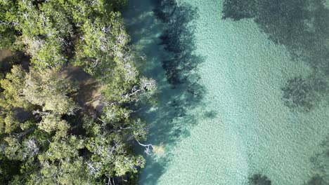 A-women-snorkelling-down-a-clear-water-ocean-creek-beside-a-Mangrove-forest