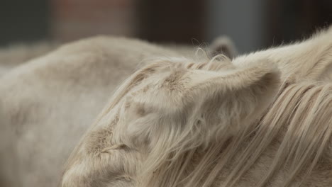Nahaufnahme-Von-Mund-Und-Ohren-Eines-Weißen-Esels