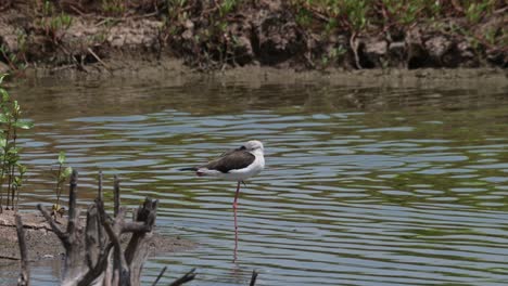 Camera-slides-to-the-left-and-zooms-out-revealing-this-bird-on-one-leg-sleeping-during-the-day,-Black-winged-Stilt-Himantopus-himantopus,-Thailand