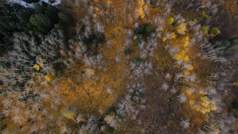 Dramatische-Vogelperspektive,-Herbst,-Espenbaum,-Goldgelbe-Blätter,-Farben,-Kebler-Pass,-Ausgangspunkt,-Luftbild,-Filmische-Drohnenlandschaft,-Crested-Butte,-Gunnison,-Colorado,-Frühherbst,-Rocky-Mountains,-Kreis-Nach-Oben