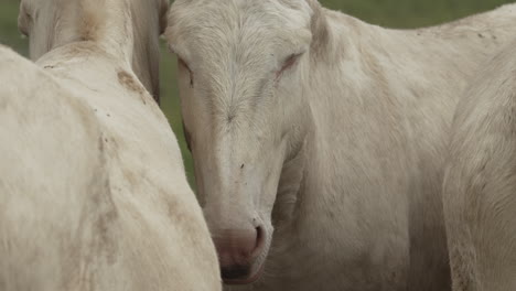 Close-Up-of-a-white-donkey