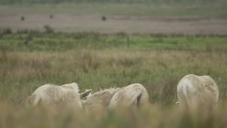 Three-grazing-white-Donkeys