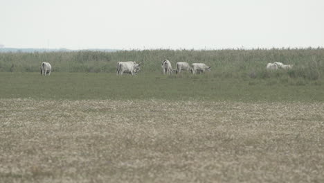 Group-of-Hungarian-grey-cattle-going-into-tall-grass
