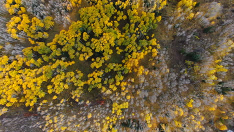 Dramatic-birds-eye-autumn-Aspen-Tree-fall-golden-yellow-leaves-colors-Kebler-Pass-trailhead-aerial-cinematic-drone-landscape-Crested-Butte-Gunnison-Colorado-early-fall-Rocky-Mountains-circle-right-up