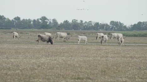 Herd-of-Hungarian-grey-cattle-grazing-on-meadow-and-wild-goose-flying-over-them