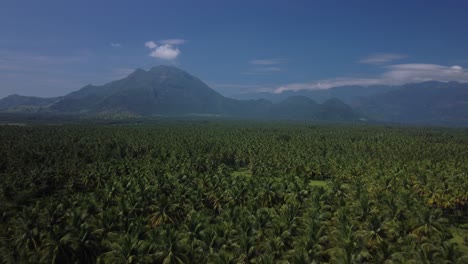 Drone-shot-of-coconut-cultivation-in-southern-India,-Palm-tree-farm-fields-in-western-ghats