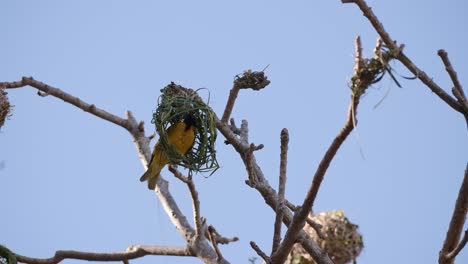 Webervogel-Baut-Sein-Nest,-Das-An-Einem-Ast-In-Einem-Baum-Hängt