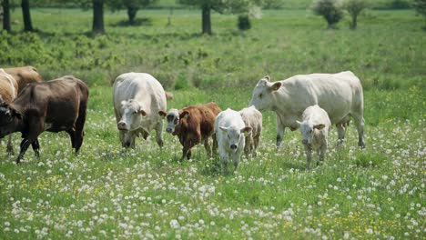 Herd-of-cattle-with-young-calfs-roam-dandelion-filled-field-in-slow-motion-on-sunny-day