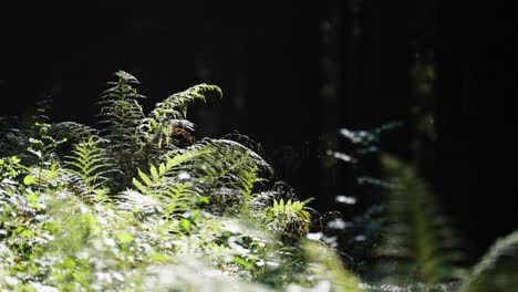 Sunlit-fern,-weeds,-and-grass-on-the-dark-background