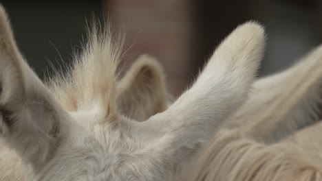 Slow-Motion-Close-up-of-the-ears-and-mane-of-a-white-Donkey---in-4K