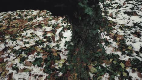 Langsam-Nach-Oben-Geneigte-Aufnahme-Eines-Mit-Efeu-Bedeckten-Baumes-An-Einem-Wintertag-Mit-Etwas-Schnee-Im-Park