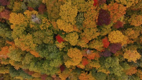 Beautiful-autumn-trees-in-the-forest---Aerial,-inverted-camera