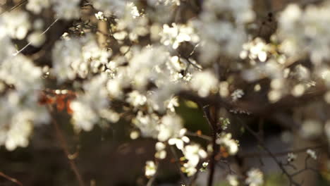 Blumenblüten-Im-Frühling-Rücken-In-Den-Fokus