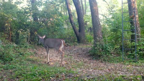 White-tail-deer---Doe-slowly-and-cautiously-walks-along-trail-in-the-woods-in-the-Midwest-in-late-summer