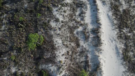Tiefflug-Und-Nahaufnahme-Mit-Direktem-Blick-Auf-Die-Einheimische-Landschaft-Der-Küste-Floridas
